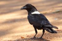 Corvus albus