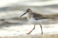 Calidris ferruginea