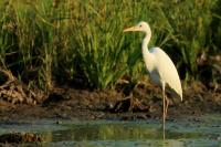 Ardea intermedia