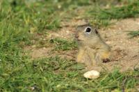 European ground squirrel