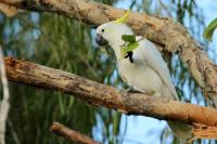 Cacatua galerita