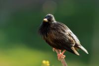 Sturnus unicolor