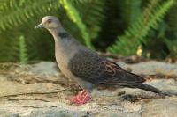 Streptopelia lugens