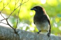 Cyanocorax morio