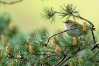 Phylloscopus bonelli