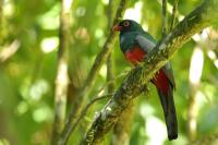 Trogon massena