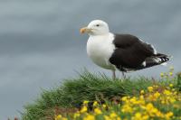 Larus marinus