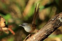 Prinia atrogularis