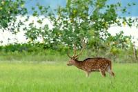 Chital