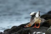 Mergus merganser