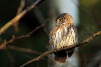 Glaucidium passerinum 