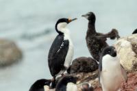 Phalacrocorax bransfieldensis