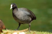 Fulica atra australis