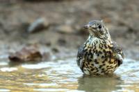 Turdus viscivorus