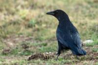 Corvus corone