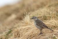 Anthus spinoletta