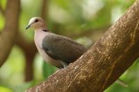 Streptopelia semitorquata