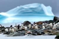 Antartica fauna