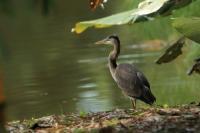 Ardea herodias