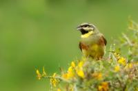 Emberiza cirlus