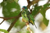 Dacnis cayana