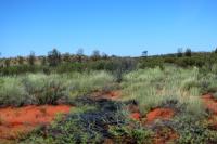 Australia  flora