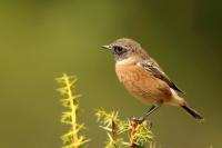 Saxicola rubicola