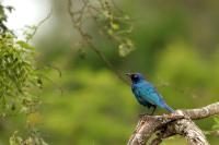 Lamprotornis nitens