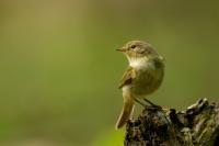 Phylloscopus collybita