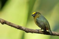 Euphonia gouldi