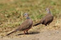 Streptopelia chinensis