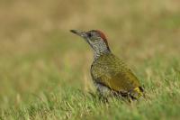 Picus viridis