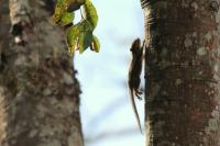 Siberian Chipmunk