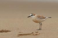 Charadrius marginatus