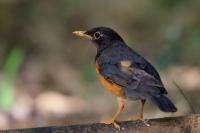 Turdus dissimilis