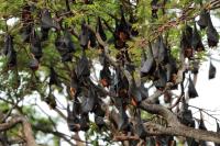 Indian flying fox