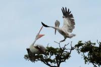 Pelecanus philippensis