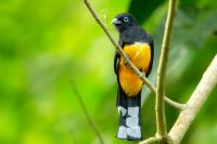 Trogon melanocephalus