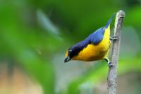 Euphonia violacea