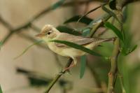 Cyprus FAUNA