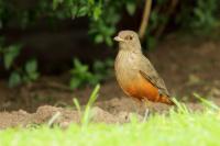 Turdus rufiventris