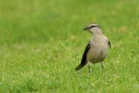 Mimus saturninus