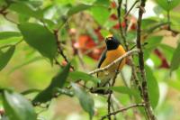 Euphonia minuta