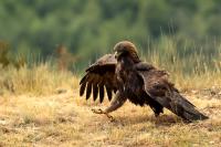 Aquila chrysaetos