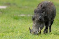 Common warthog