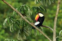 Ramphastos toco