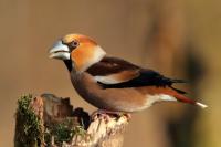 Coccothraustes coccothraustes