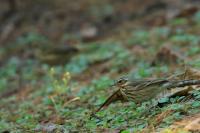 Anthus hodgsoni