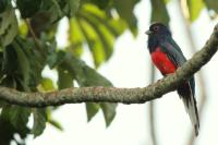 Trogon surrucura