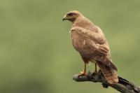 Buteo buteo vulpinus 